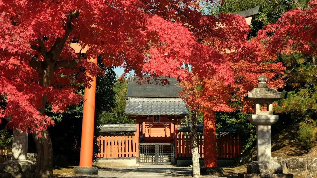 【京都嵐山賞楓】天龍寺4個點拍紅楓、避開人潮時間建議,京都世界遺產賞楓勝地! - 第22張圖 整排紅楓:園區通往出口