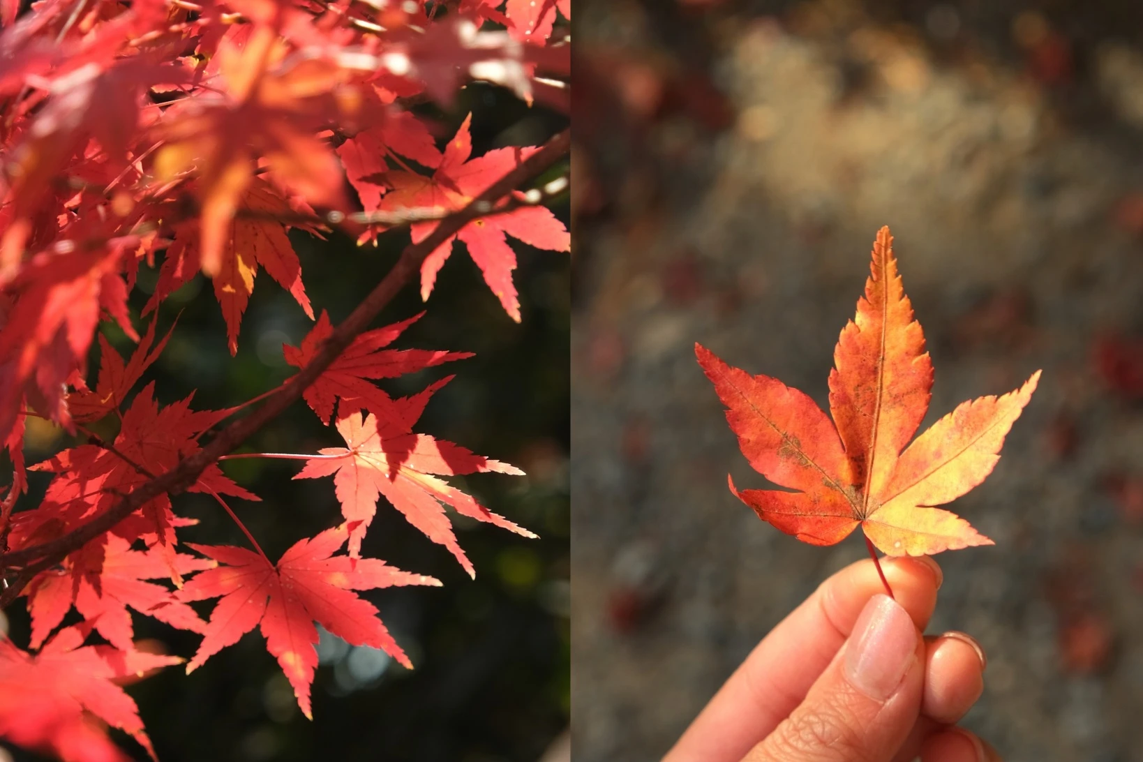 【京都嵐山賞楓】天龍寺4個點拍紅楓、避開人潮時間建議,京都世界遺產賞楓勝地! - 第15張圖 百花苑