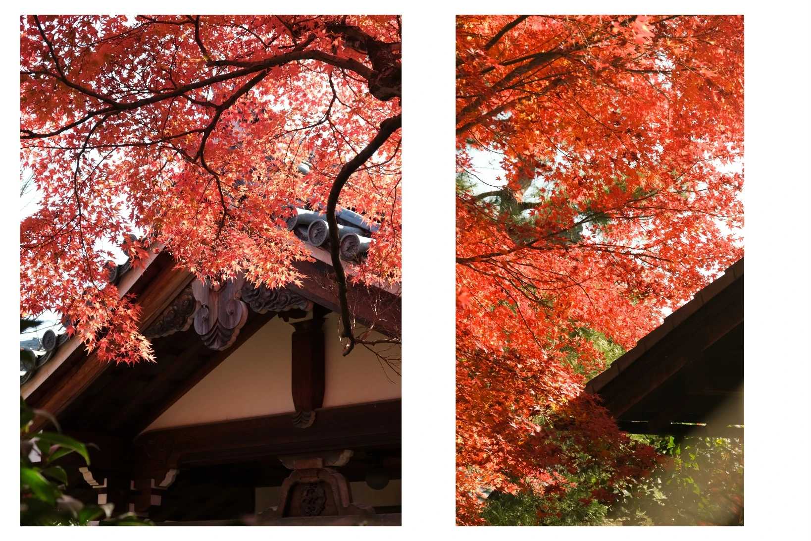 【京都嵐山賞楓】天龍寺4個點拍紅楓、避開人潮時間建議,京都世界遺產賞楓勝地! - 第19張圖 百花苑
