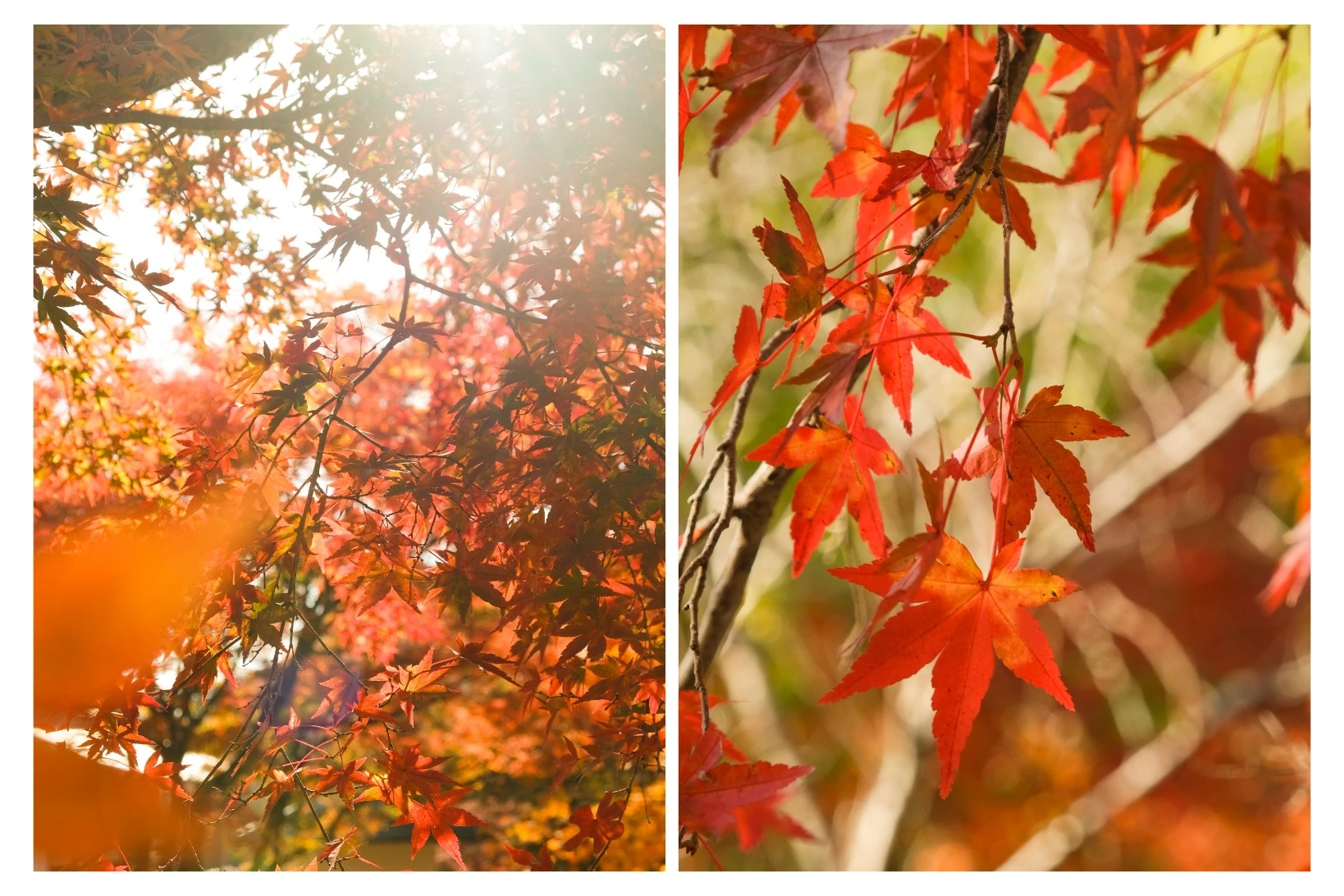 【京都嵐山賞楓】天龍寺4個點拍紅楓、避開人潮時間建議,京都世界遺產賞楓勝地! - 第11張圖 百花苑
