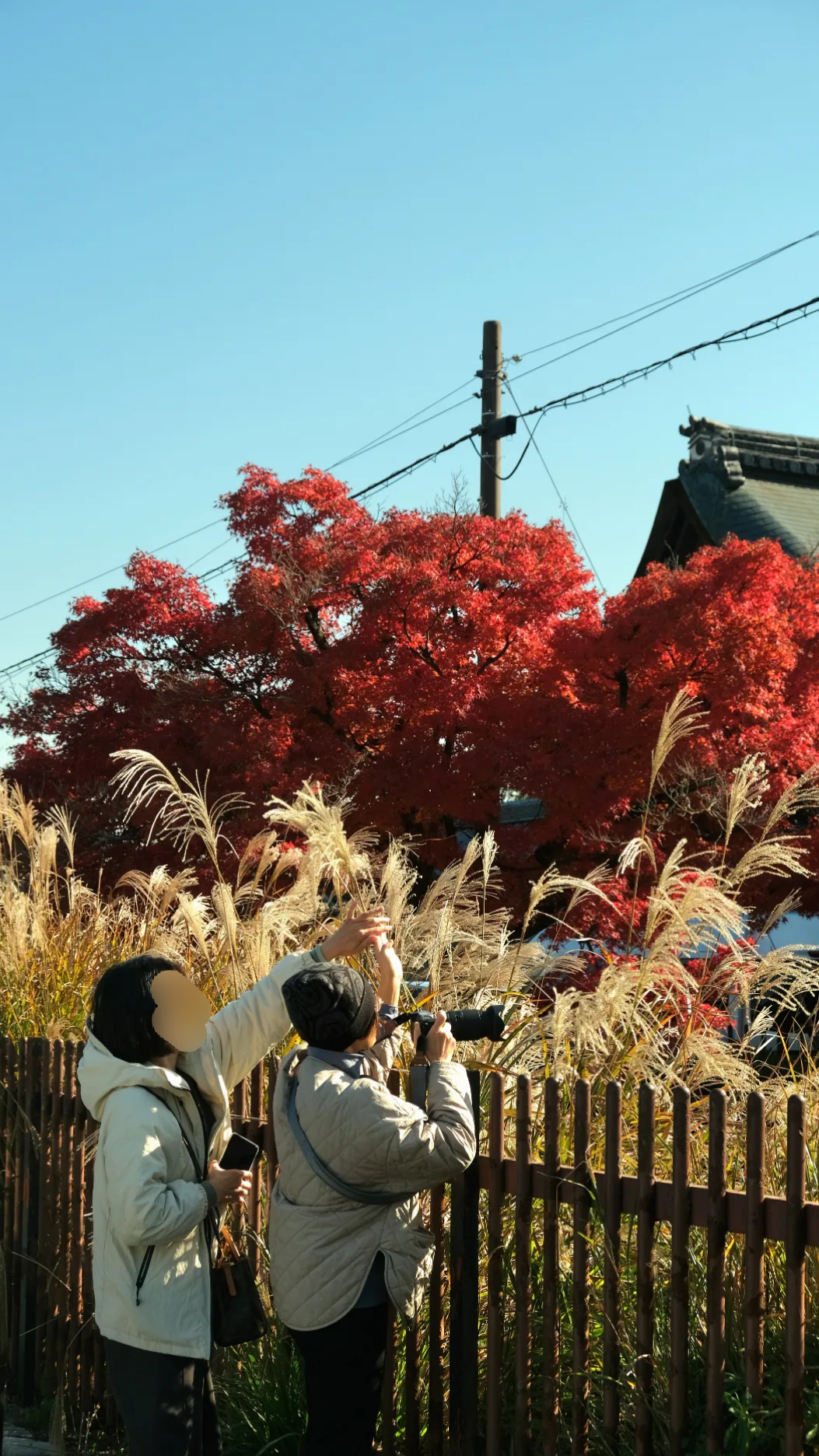 【京都嵐山賞楓】天龍寺4個點拍紅楓、避開人潮時間建議,京都世界遺產賞楓勝地! - 第23張圖 整排紅楓:園區通往出口