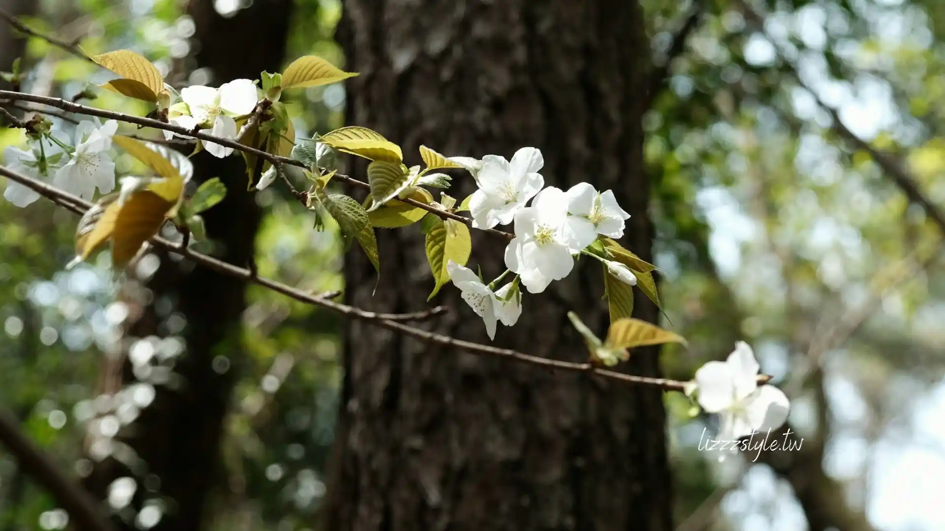【福岡秘境景點】下山門生の松原海岸森林＋海邊鳥居，離車站僅4分鐘步行距離！