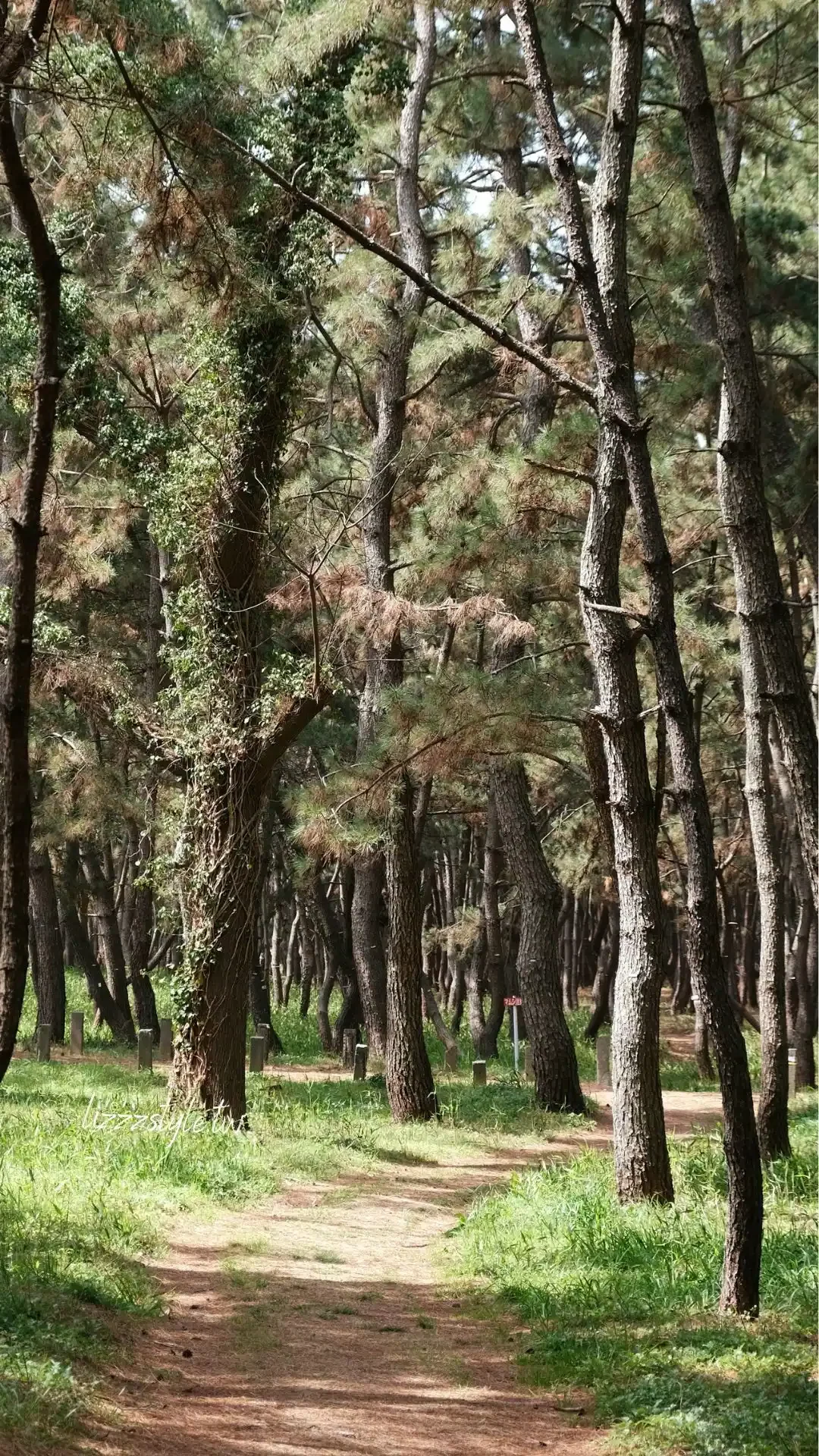 【福岡秘境景點】下山門生の松原海岸森林＋海邊鳥居，離車站僅4分鐘步行距離！