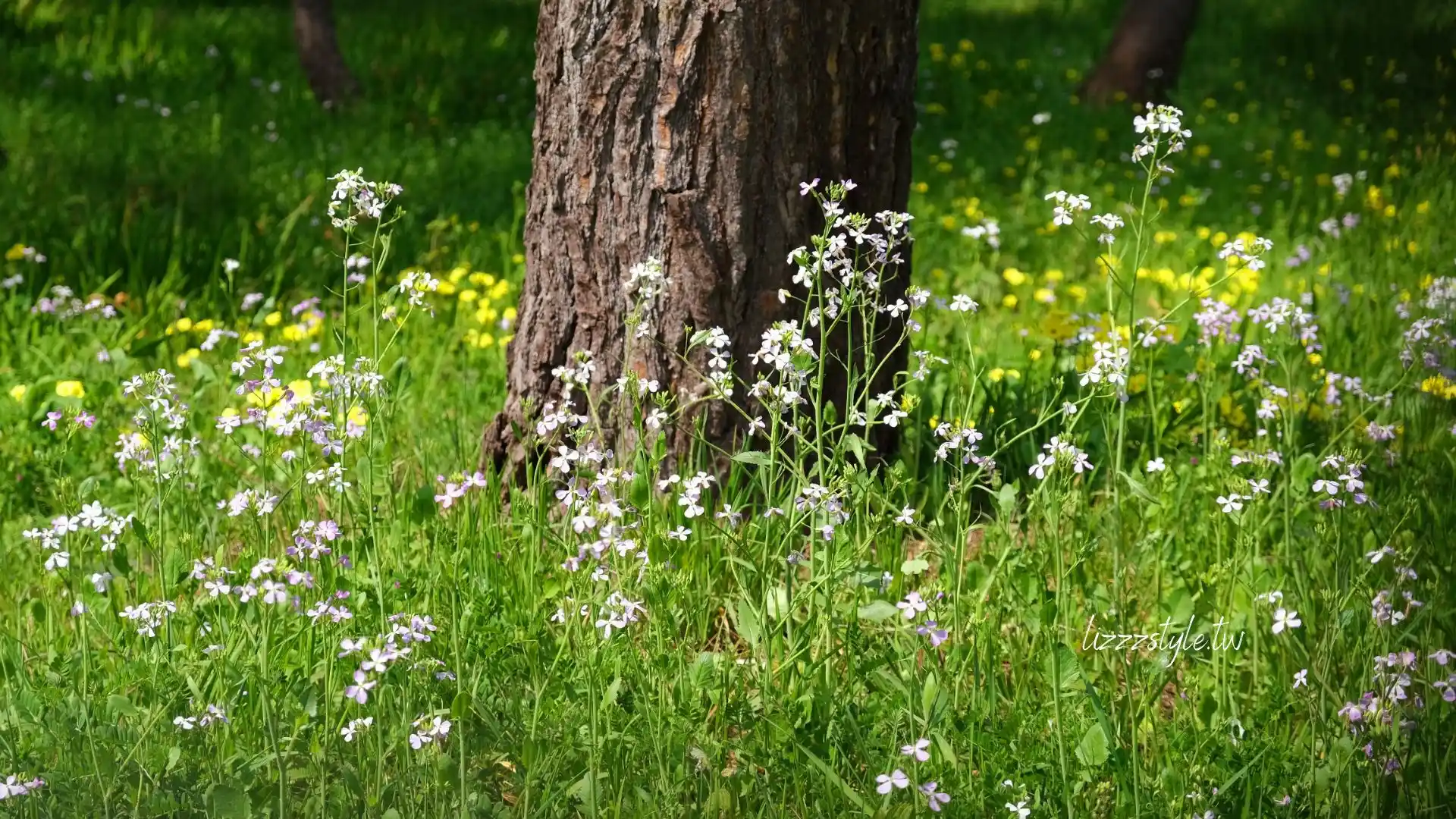 【福岡秘境景點】下山門生の松原海岸森林＋海邊鳥居，離車站僅4分鐘步行距離！
