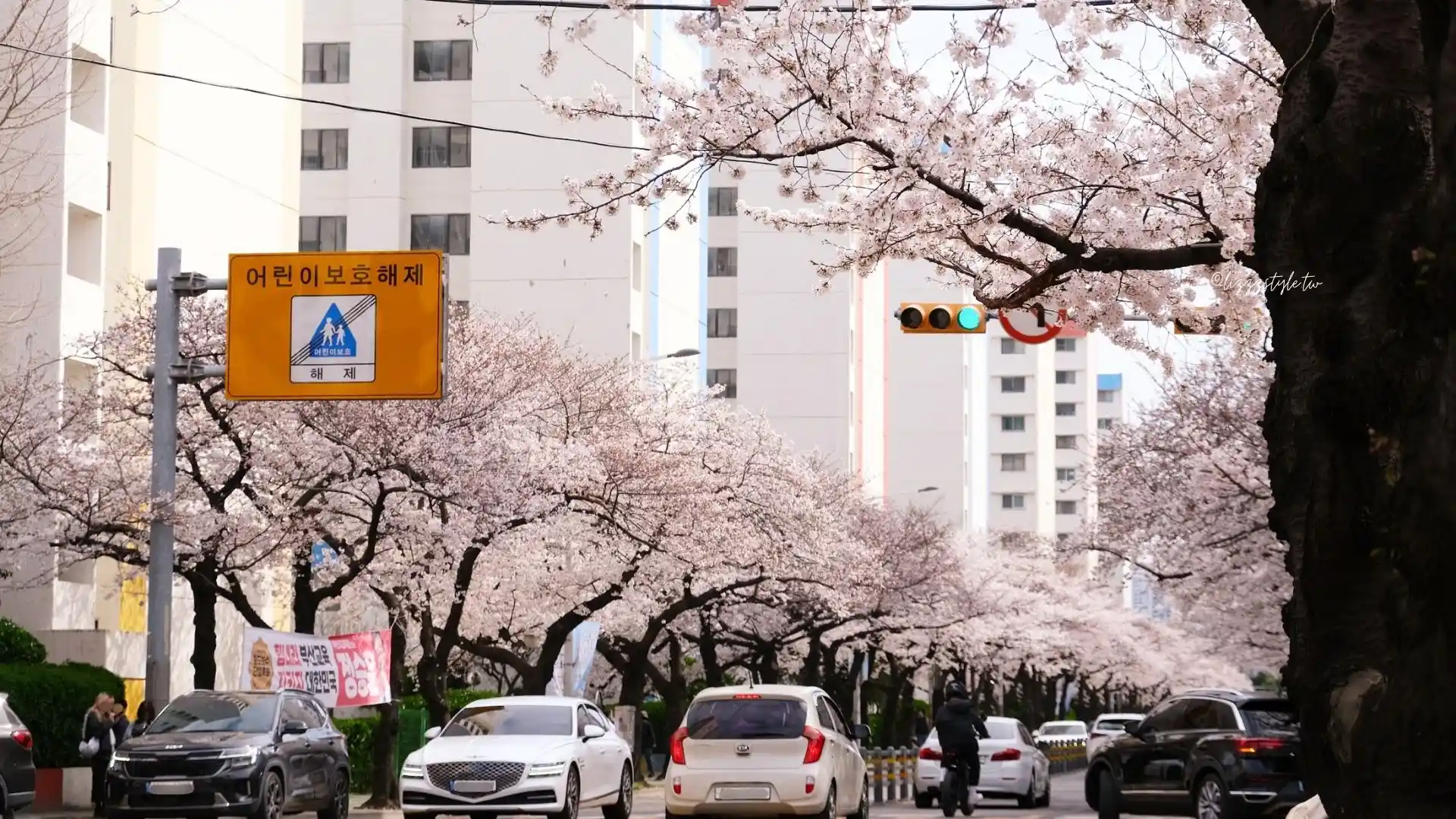 釜山南川洞櫻花路 (남천동벚꽃길),一整條路都是櫻花拍不完! - 第3張圖 釜山南川洞櫻花路 (남천동벚꽃길),一整條路都是櫻花拍不完!