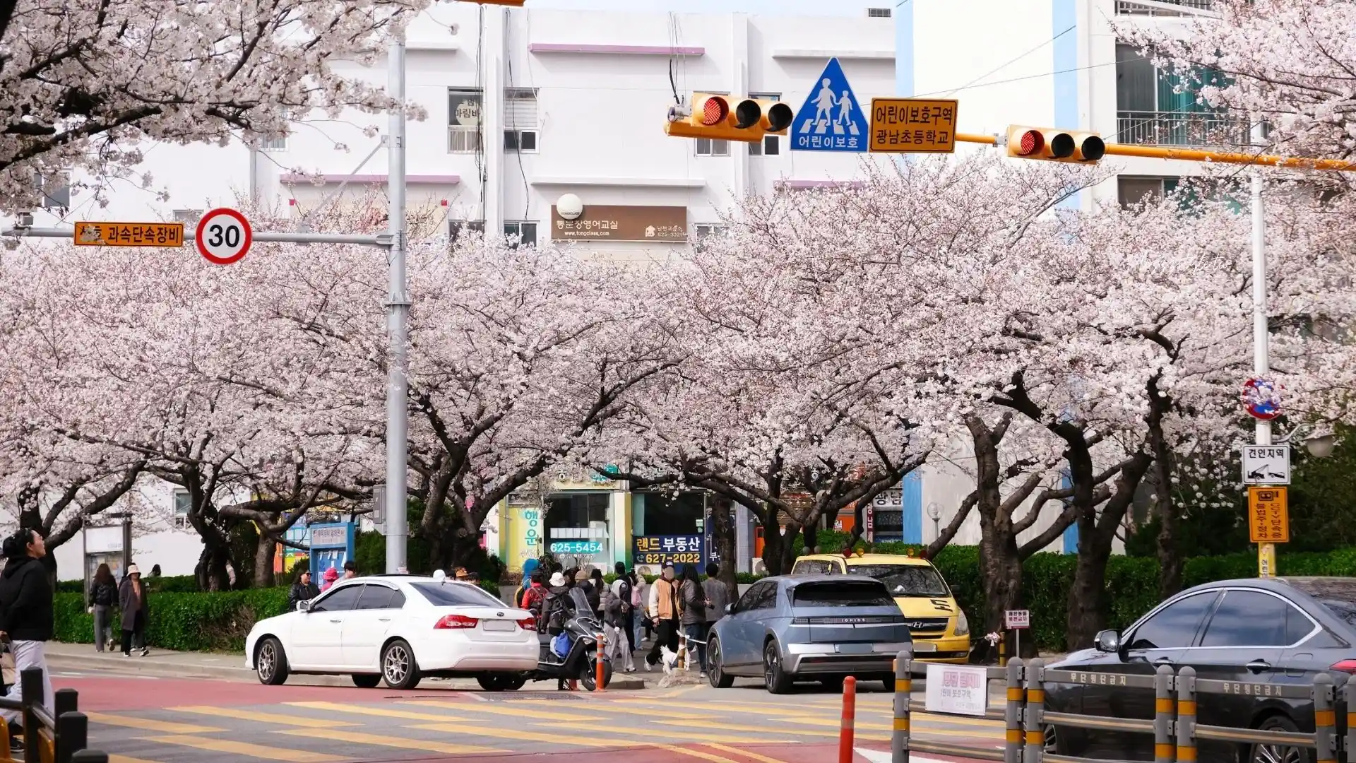 釜山南川洞櫻花路 (남천동벚꽃길),一整條路都是櫻花拍不完! - 第7張圖 釜山南川洞櫻花路 (남천동벚꽃길),一整條路都是櫻花拍不完!