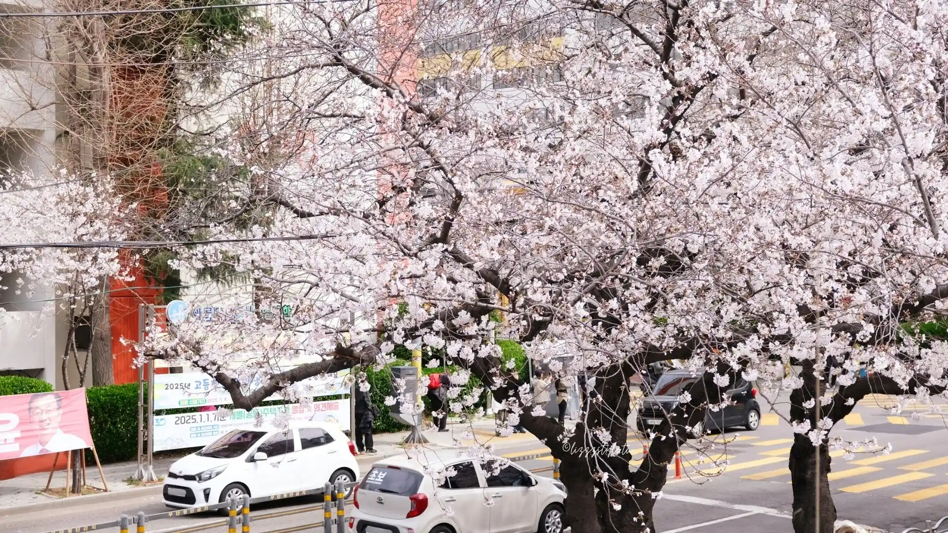 釜山南川洞櫻花路 (남천동벚꽃길),一整條路都是櫻花拍不完! - 第6張圖 釜山南川洞櫻花路 (남천동벚꽃길),一整條路都是櫻花拍不完!