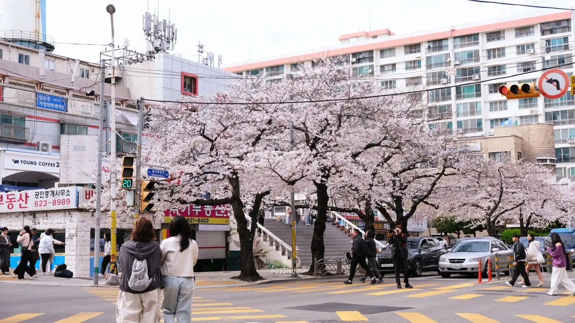 釜山南川洞櫻花路 (남천동벚꽃길),一整條路都是櫻花拍不完! - 第5張圖 釜山南川洞櫻花路 (남천동벚꽃길),一整條路都是櫻花拍不完!