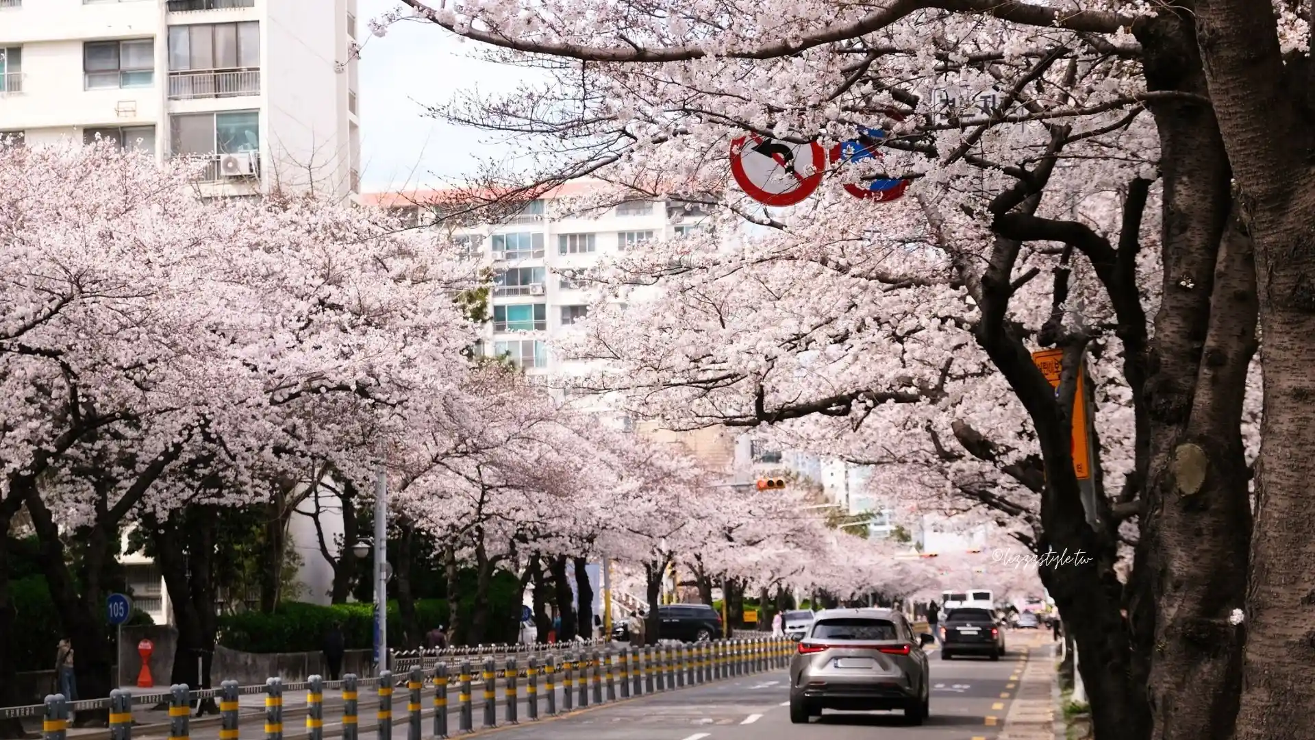釜山南川洞櫻花路 (남천동벚꽃길),一整條路都是櫻花拍不完! - 第10張圖 釜山南川洞櫻花路 (남천동벚꽃길),一整條路都是櫻花拍不完!