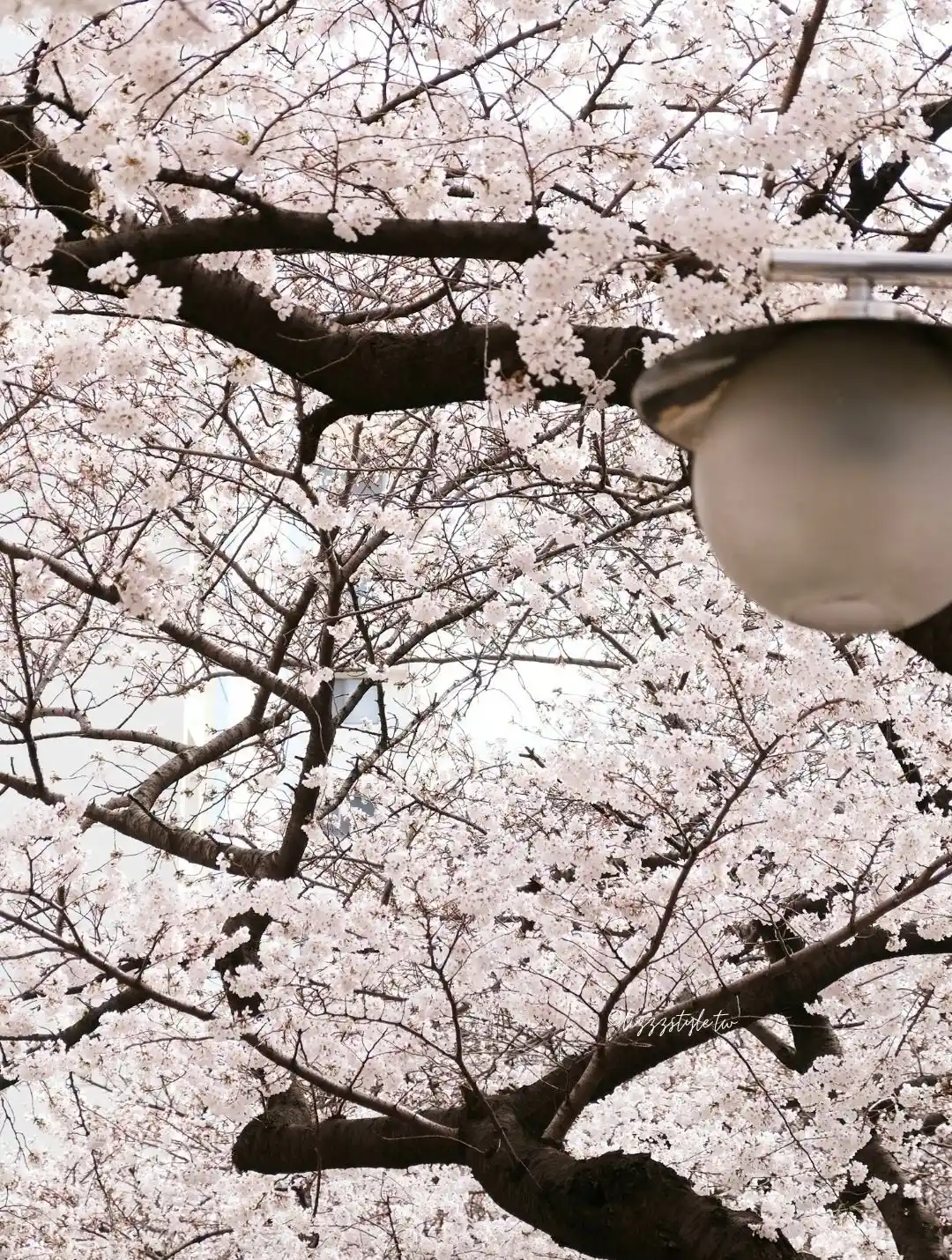 釜山南川洞櫻花路 (남천동벚꽃길),一整條路都是櫻花拍不完! - 第9張圖 釜山南川洞櫻花路 (남천동벚꽃길),一整條路都是櫻花拍不完!