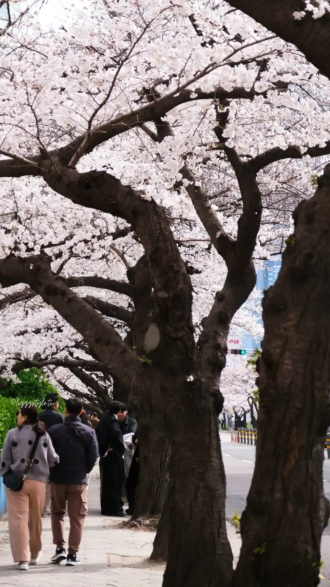 釜山南川洞櫻花路 (남천동벚꽃길),一整條路都是櫻花拍不完! - 第8張圖 釜山南川洞櫻花路 (남천동벚꽃길),一整條路都是櫻花拍不完!
