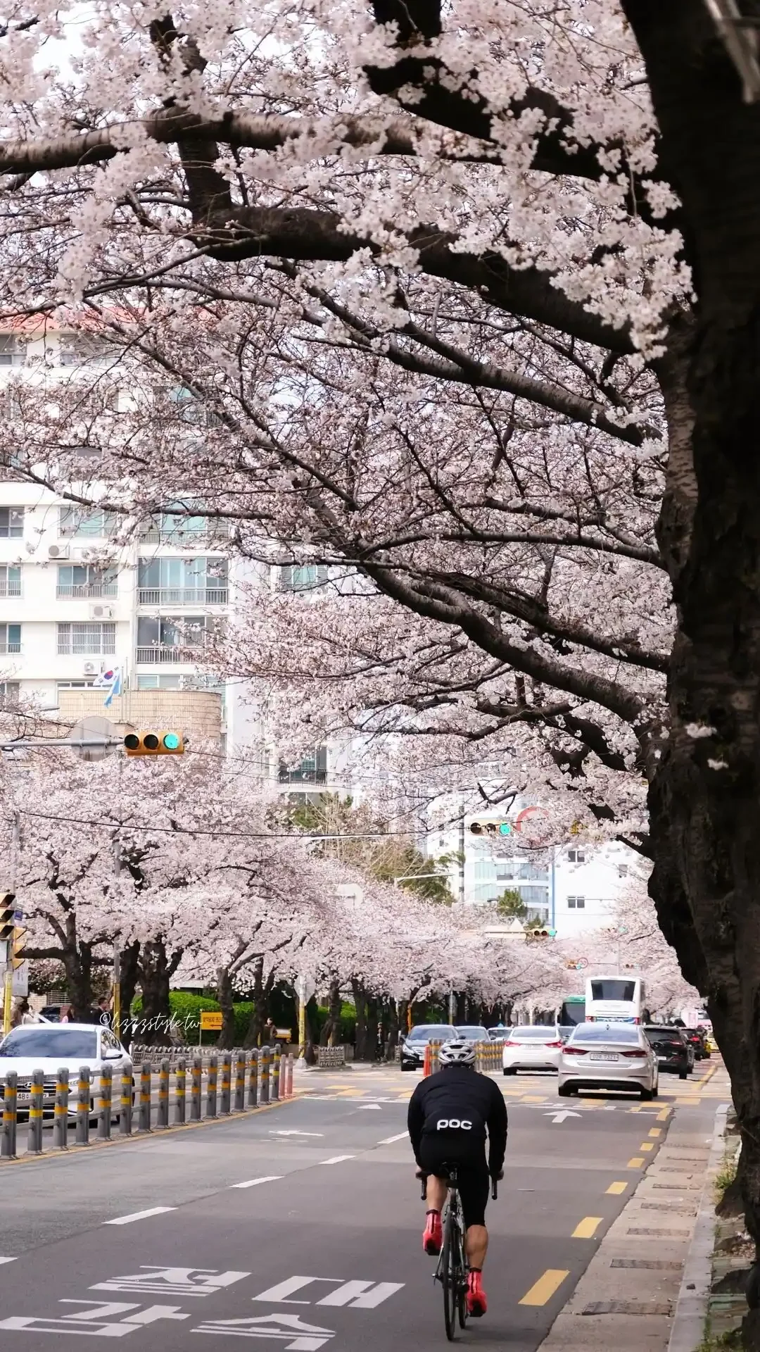 釜山南川洞櫻花路 (남천동벚꽃길),一整條路都是櫻花拍不完! - 第11張圖 釜山南川洞櫻花路 (남천동벚꽃길),一整條路都是櫻花拍不完!