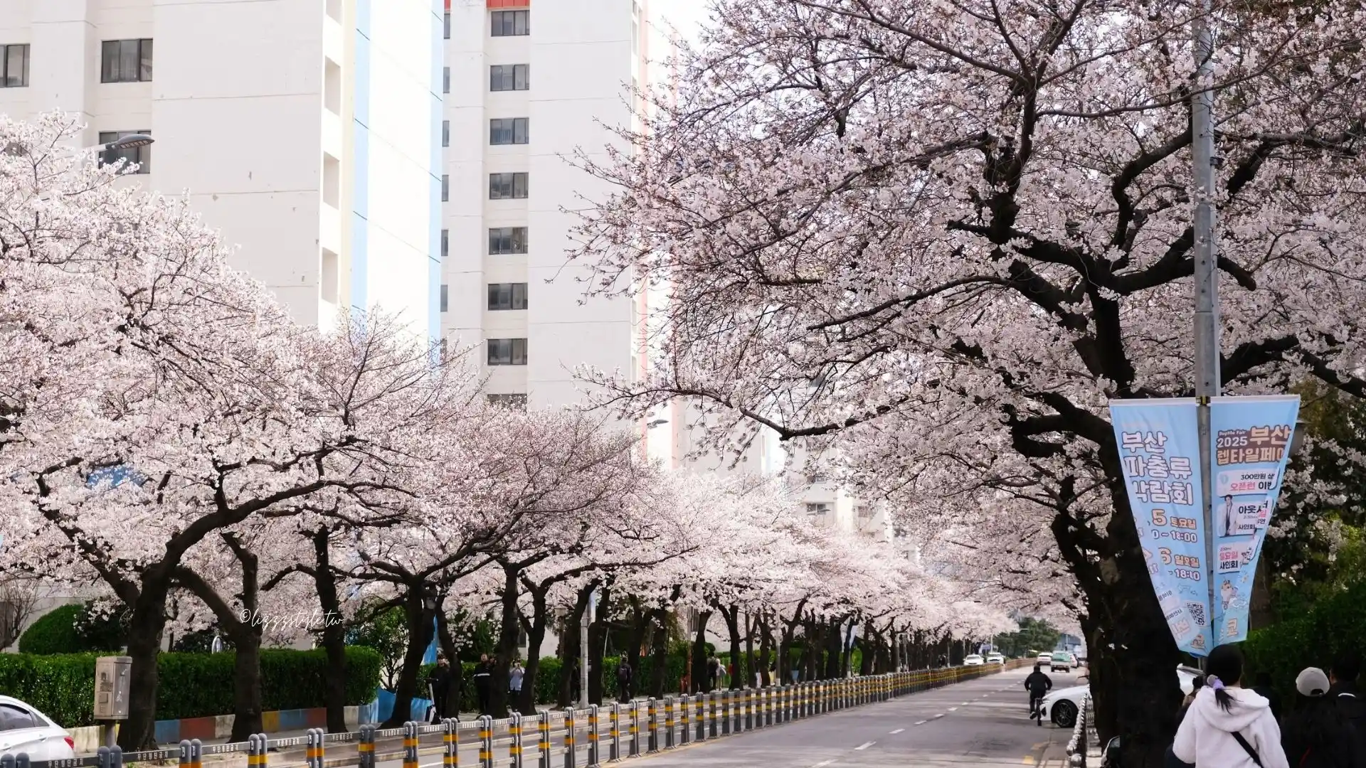 釜山南川洞櫻花路 (남천동벚꽃길),一整條路都是櫻花拍不完! - 第12張圖 釜山南川洞櫻花路 (남천동벚꽃길),一整條路都是櫻花拍不完!