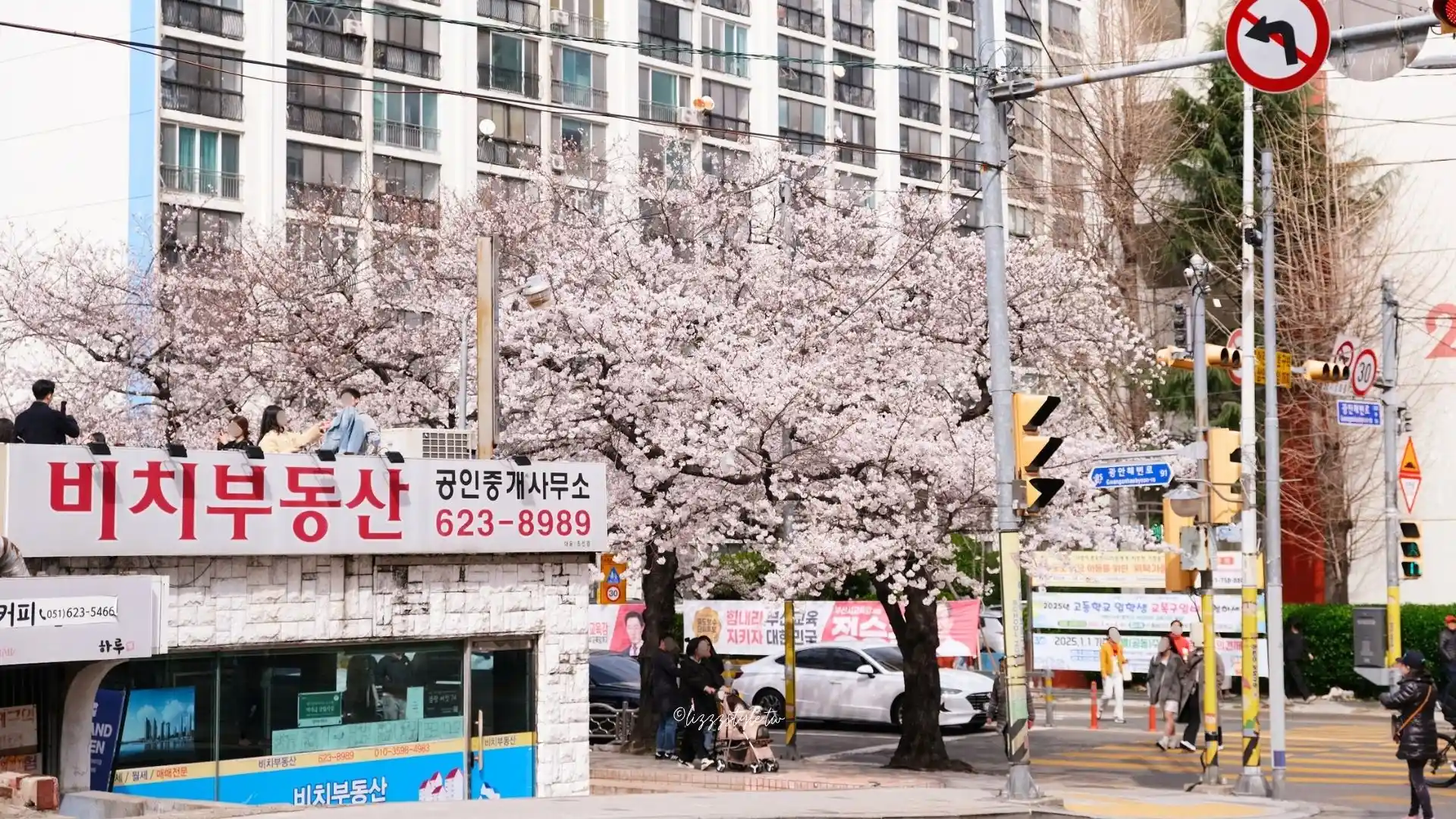 釜山南川洞櫻花路 (남천동벚꽃길),一整條路都是櫻花拍不完! - 第4張圖 釜山南川洞櫻花路 (남천동벚꽃길),一整條路都是櫻花拍不完!