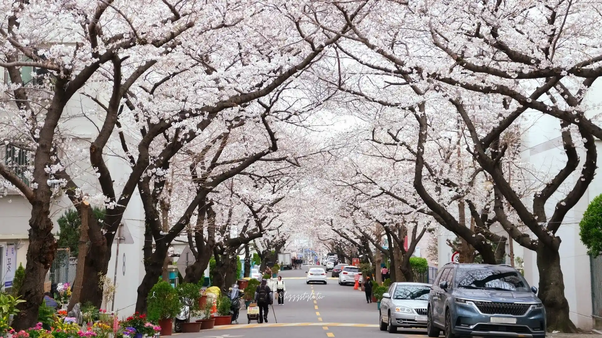 東大新站三益公寓櫻花路，前往希望單軌階梯的釜山賞櫻景點！