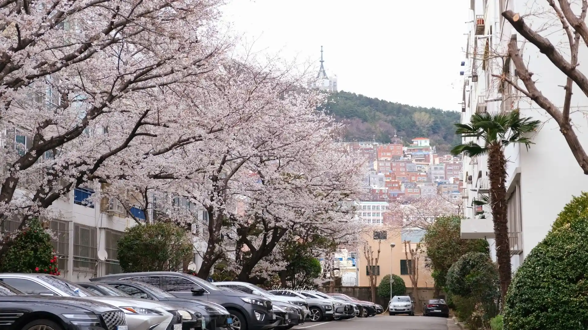 東大新站三益公寓櫻花路，前往希望單軌階梯的釜山賞櫻景點！