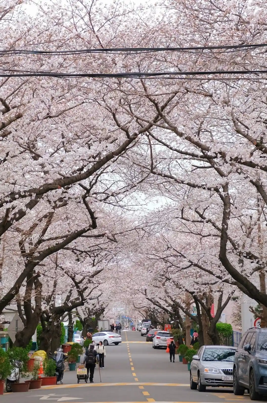 東大新站三益公寓櫻花路，前往希望單軌階梯的釜山賞櫻景點！