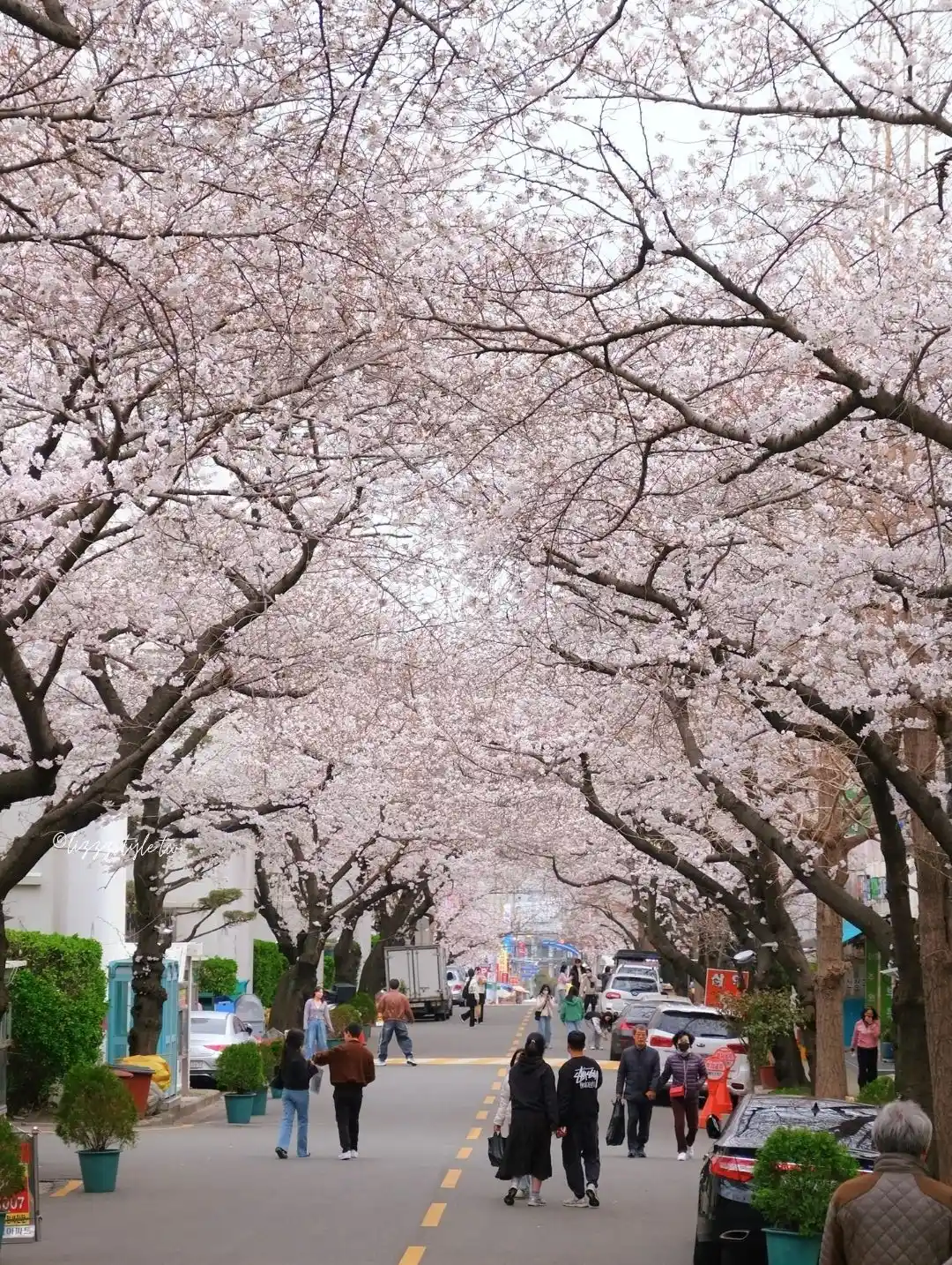東大新站三益公寓櫻花路，前往希望單軌階梯的釜山賞櫻景點！