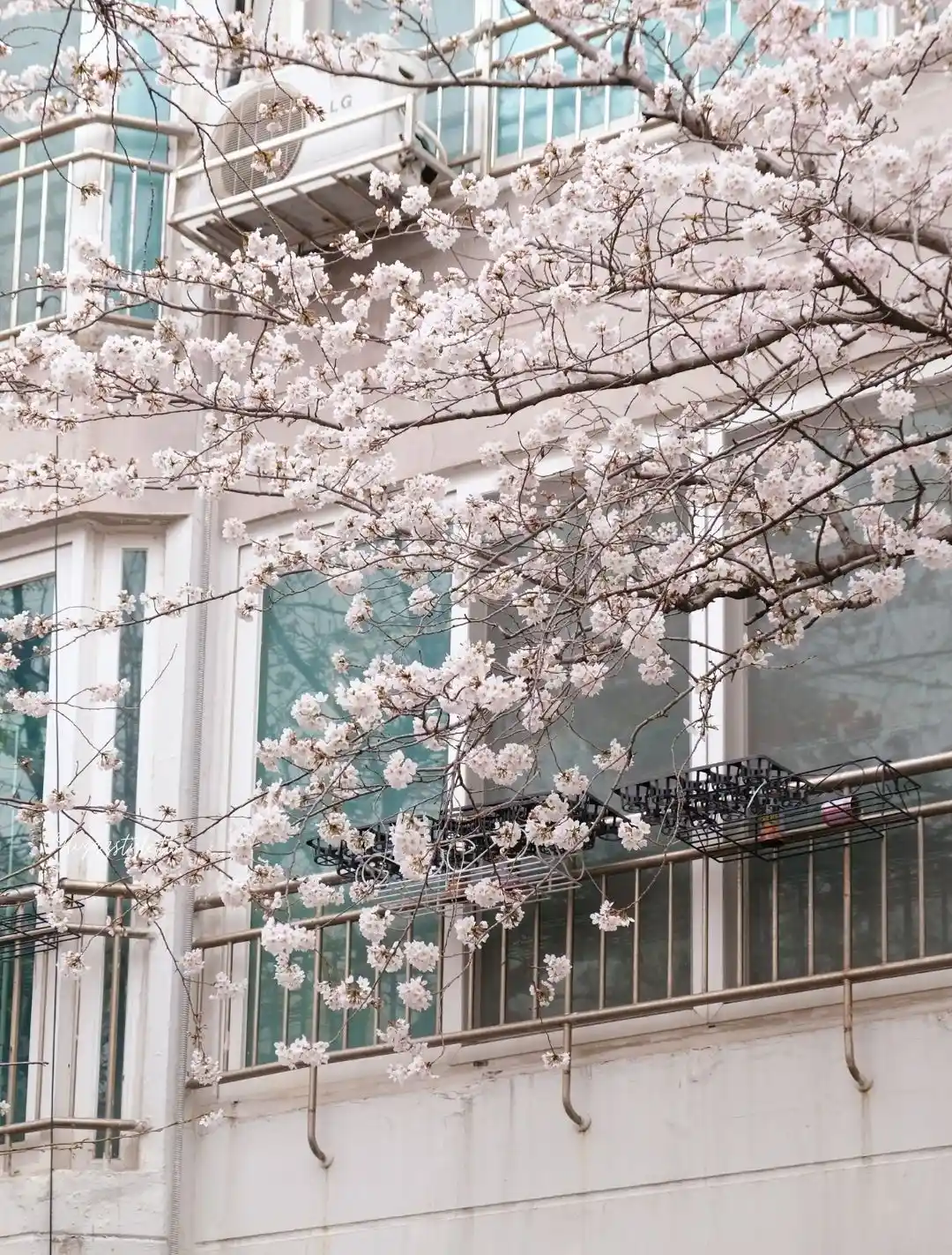 東大新站三益公寓櫻花路，前往希望單軌階梯的釜山賞櫻景點！