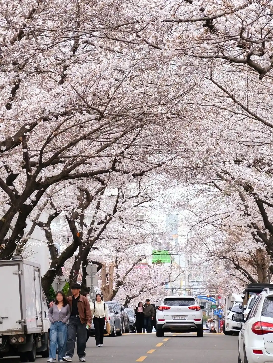東大新站三益公寓櫻花路，前往希望單軌階梯的釜山賞櫻景點！