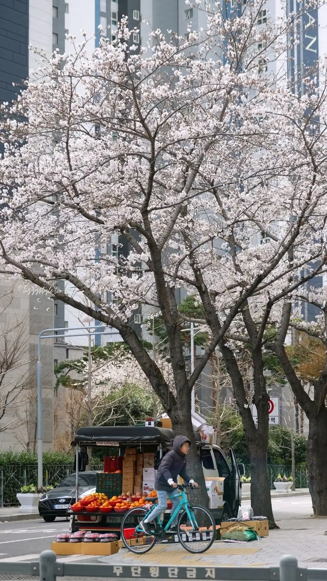東大新站三益公寓櫻花路，前往希望單軌階梯的釜山賞櫻景點！