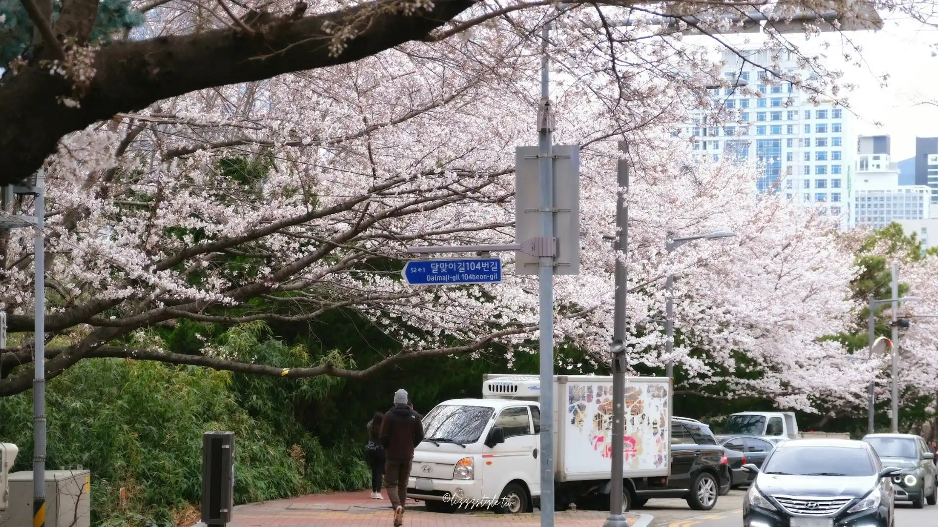 【海雲台迎月路櫻花】櫻花季散步範圍地圖，還可順遊hillspa!