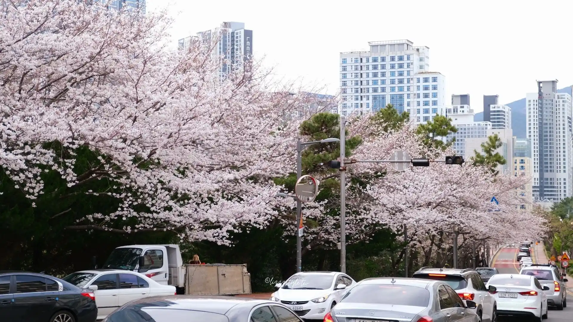 【海雲台迎月路櫻花】櫻花季散步範圍地圖，還可順遊hillspa!