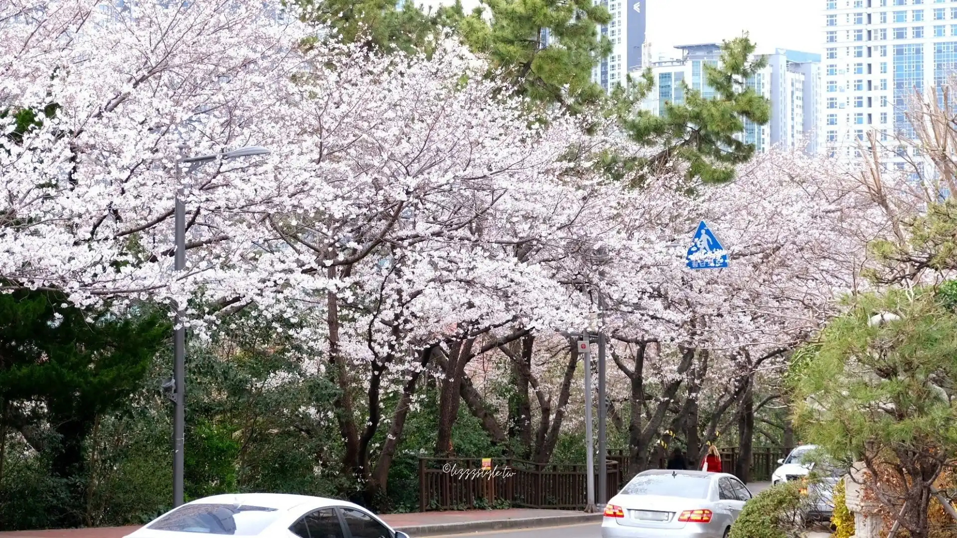釜山櫻花景點推薦　海雲台迎月路(해운대 달맞이길)