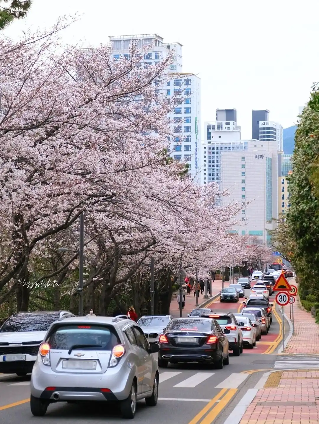 【海雲台迎月路櫻花】櫻花季散步範圍地圖，還可順遊hillspa!