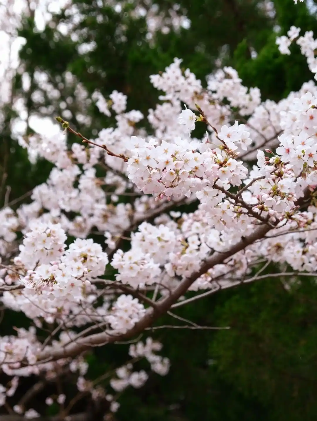 【海雲台迎月路櫻花】櫻花季散步範圍地圖，還可順遊hillspa!