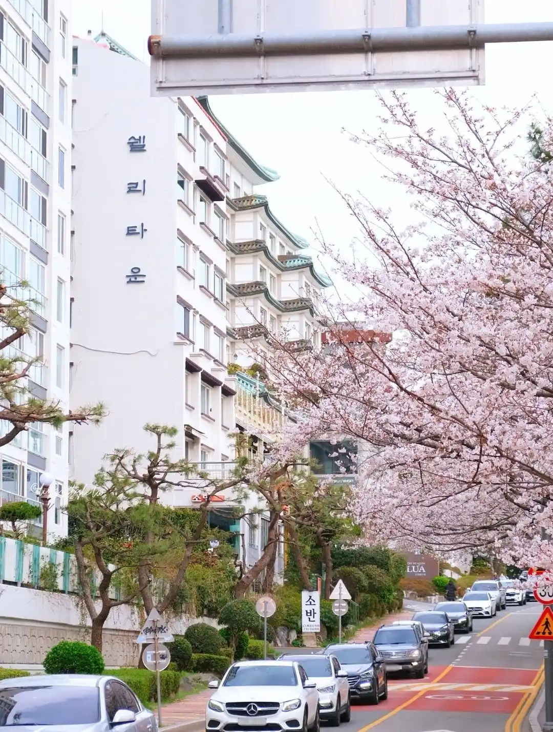 【海雲台迎月路櫻花】櫻花季散步範圍地圖，還可順遊hillspa!