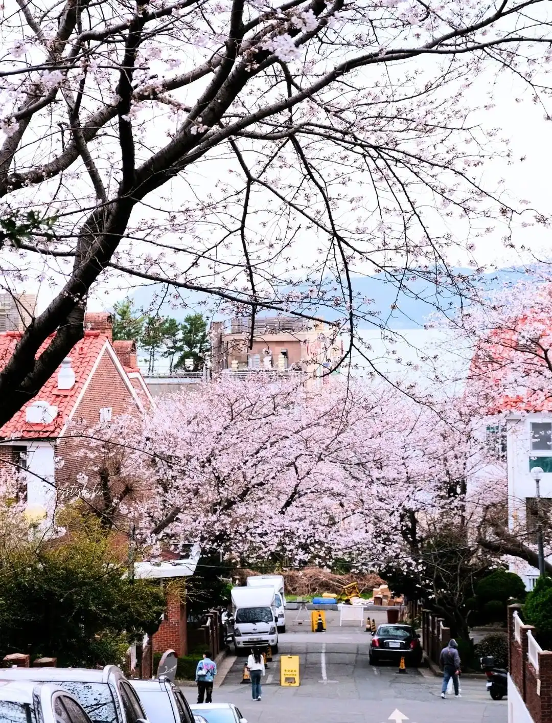 【海雲台迎月路櫻花】櫻花季散步範圍地圖，還可順遊hillspa!