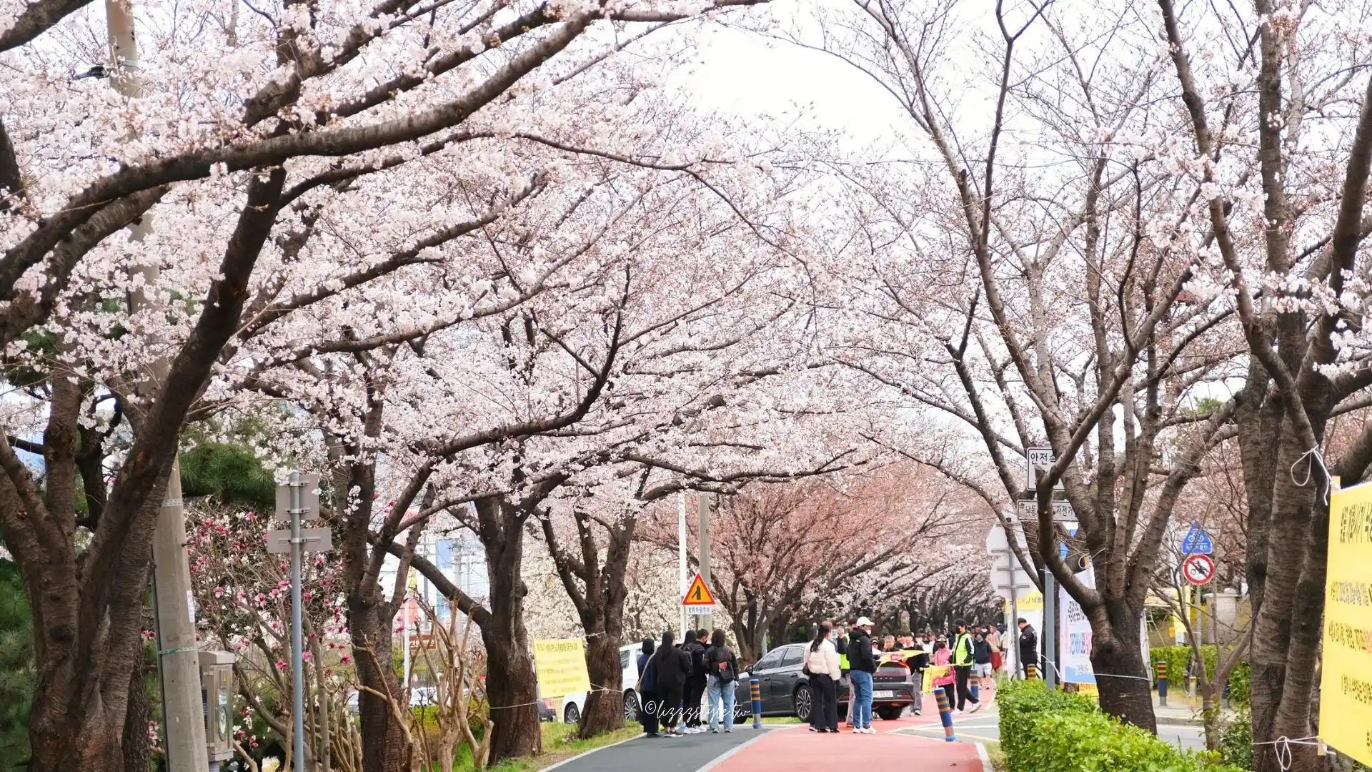 釜山三樂江邊公園櫻花路（삼락생태공원），沙上站附近的散步路線推薦！