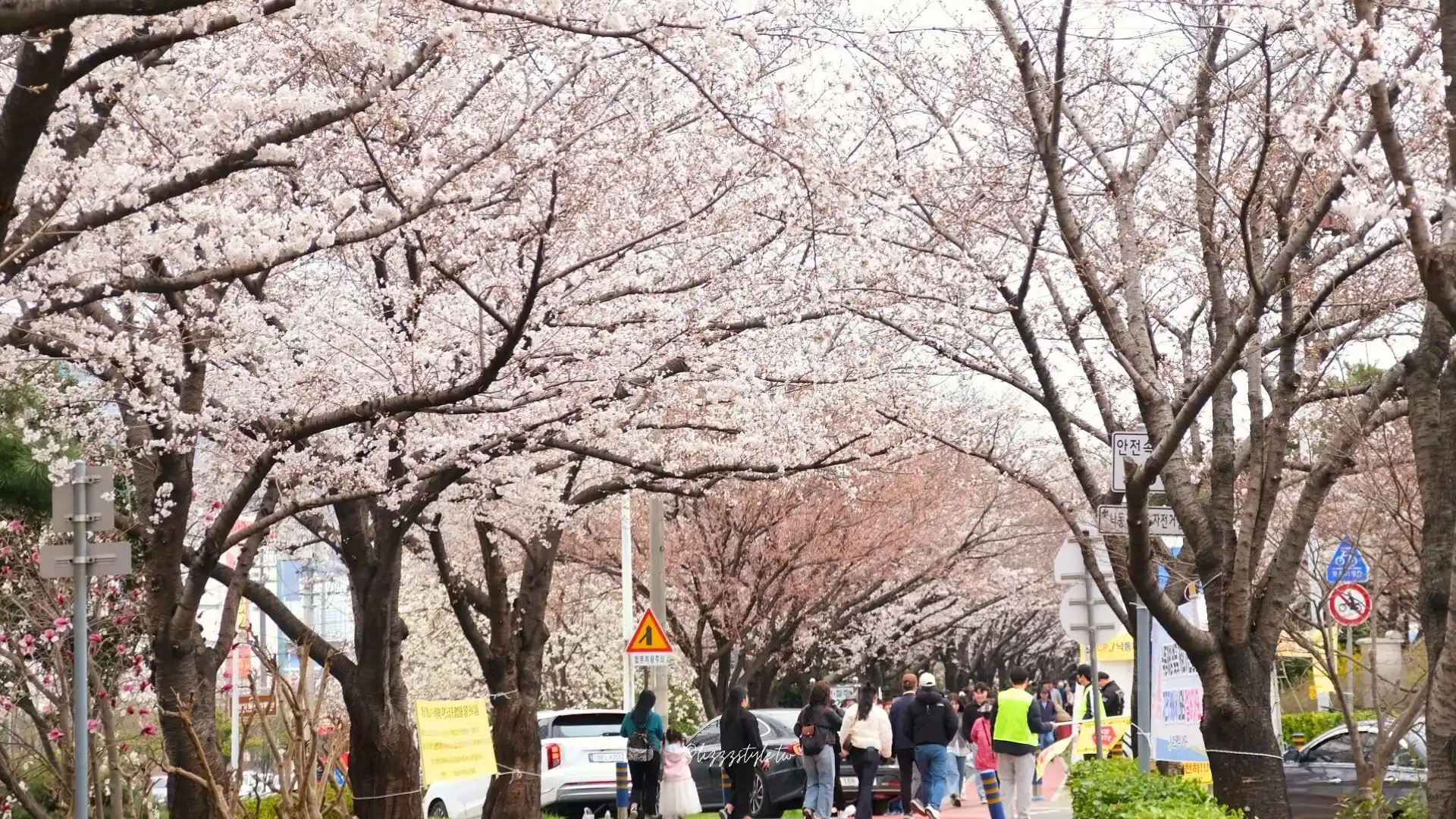 釜山櫻花景點推薦　三樂江邊公園、三樂生態公園（삼락생태공원）