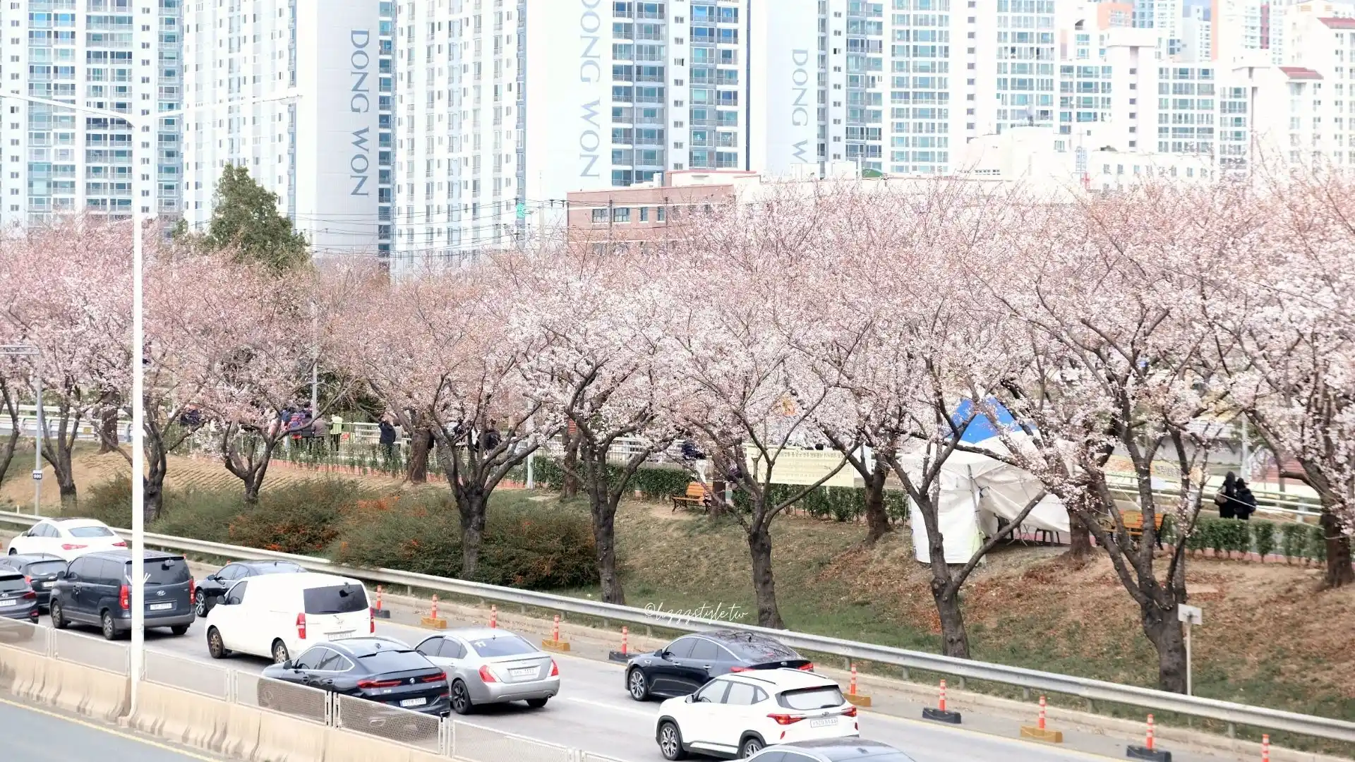 釜山三樂江邊公園櫻花路（삼락생태공원），沙上站附近的散步路線推薦！