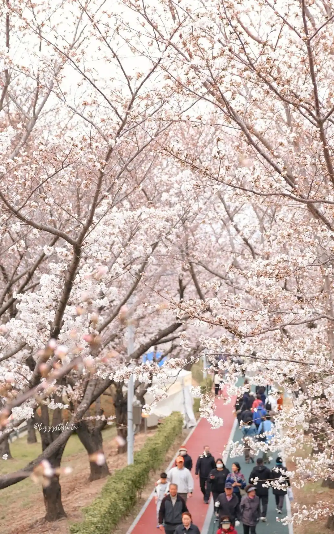 釜山三樂江邊公園櫻花路（삼락생태공원），沙上站附近的散步路線推薦！