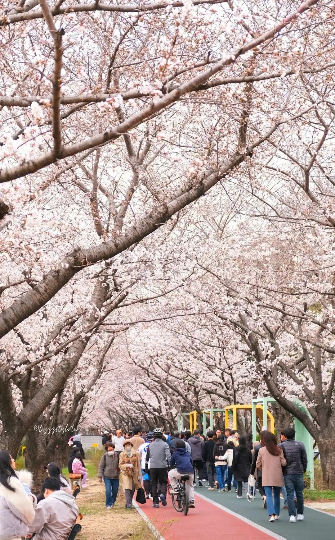 釜山三樂江邊公園櫻花路（삼락생태공원），沙上站附近的散步路線推薦！