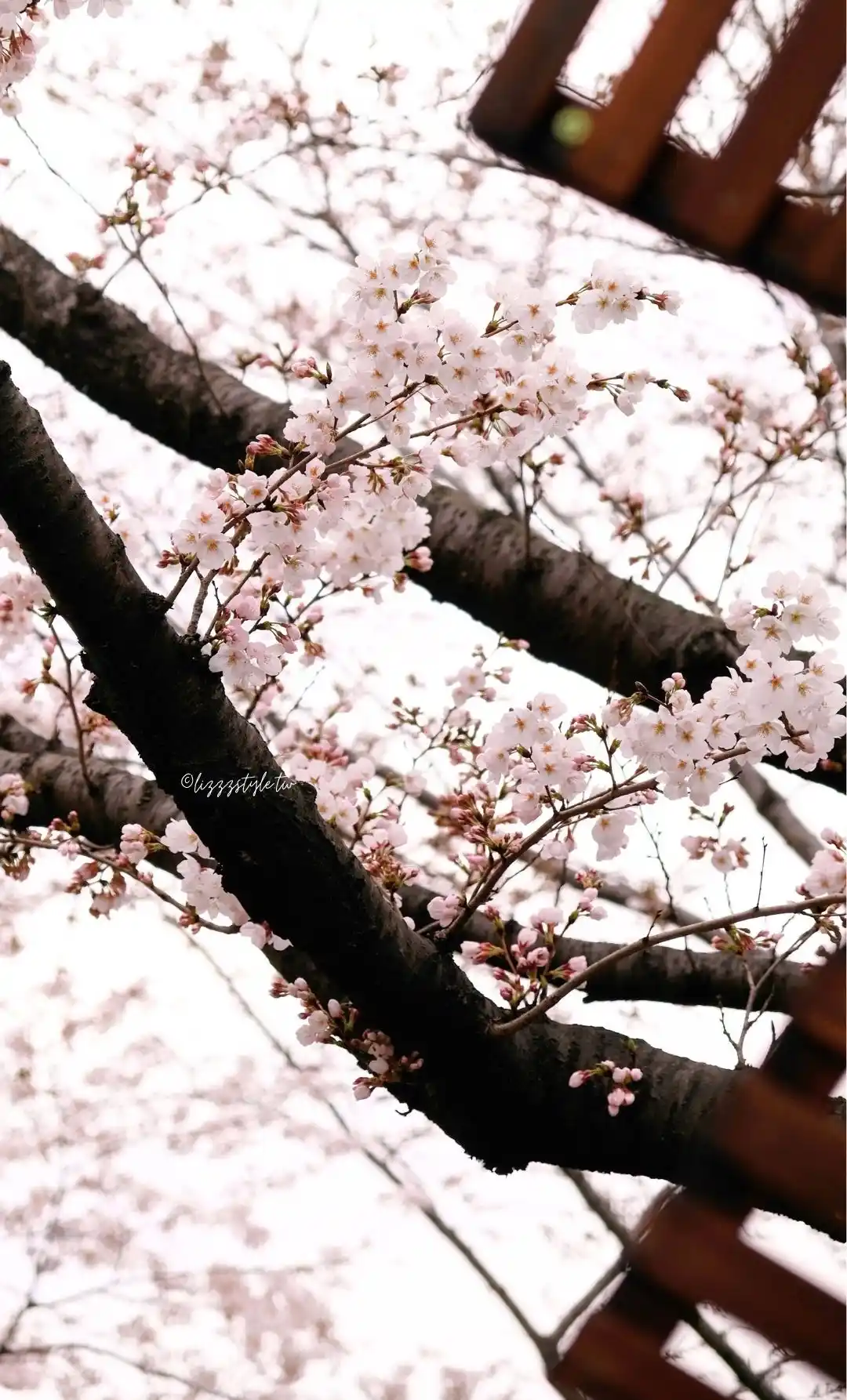 釜山三樂江邊公園櫻花路（삼락생태공원），沙上站附近的散步路線推薦！