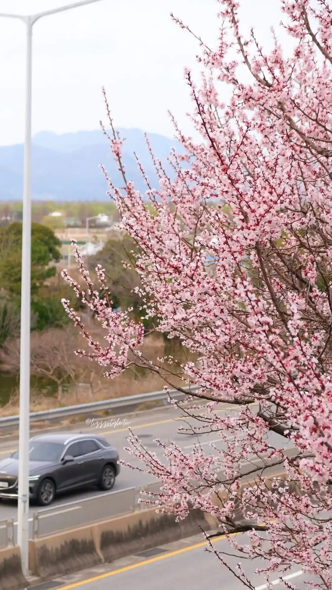 釜山三樂江邊公園櫻花路（삼락생태공원），沙上站附近的散步路線推薦！