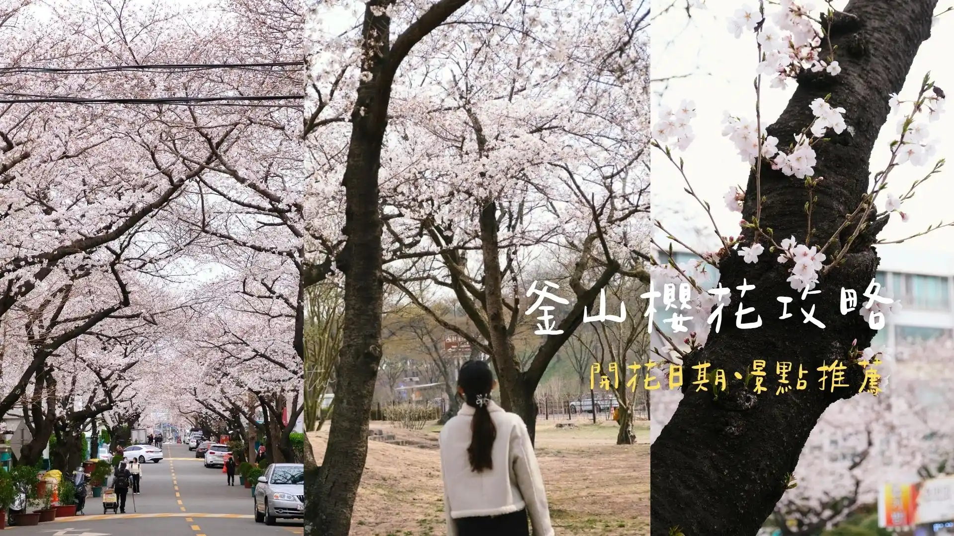 【2026 釜山賞櫻攻略】景點地圖與地鐵交通！昌原鎮海櫻花何時開？最新預測＋旅遊建議
