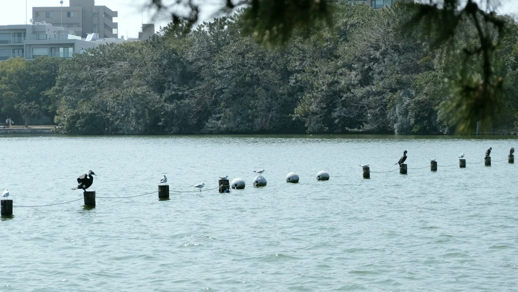 【2026大濠公園散策】福岡市內免費景點，體驗划船、環湖步道與周邊景點（含天鵝船費用/交通）