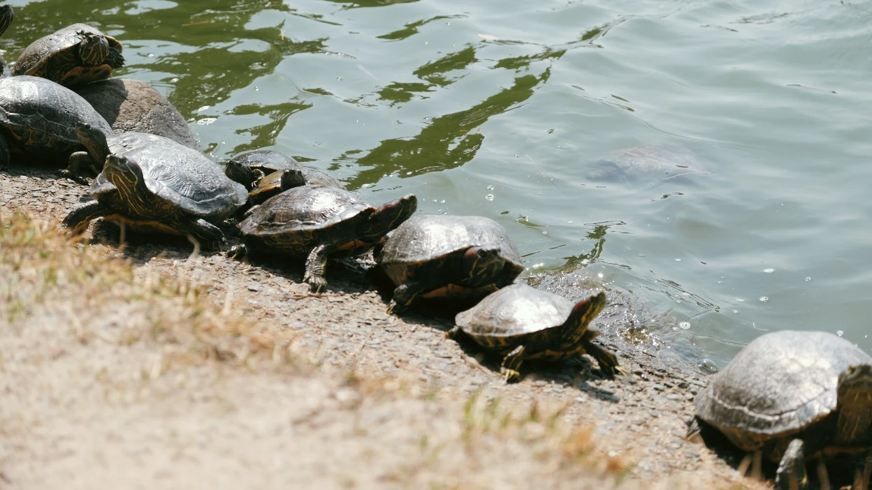 【2026大濠公園散策】福岡市內免費景點，體驗划船、環湖步道與周邊景點（含天鵝船費用/交通）