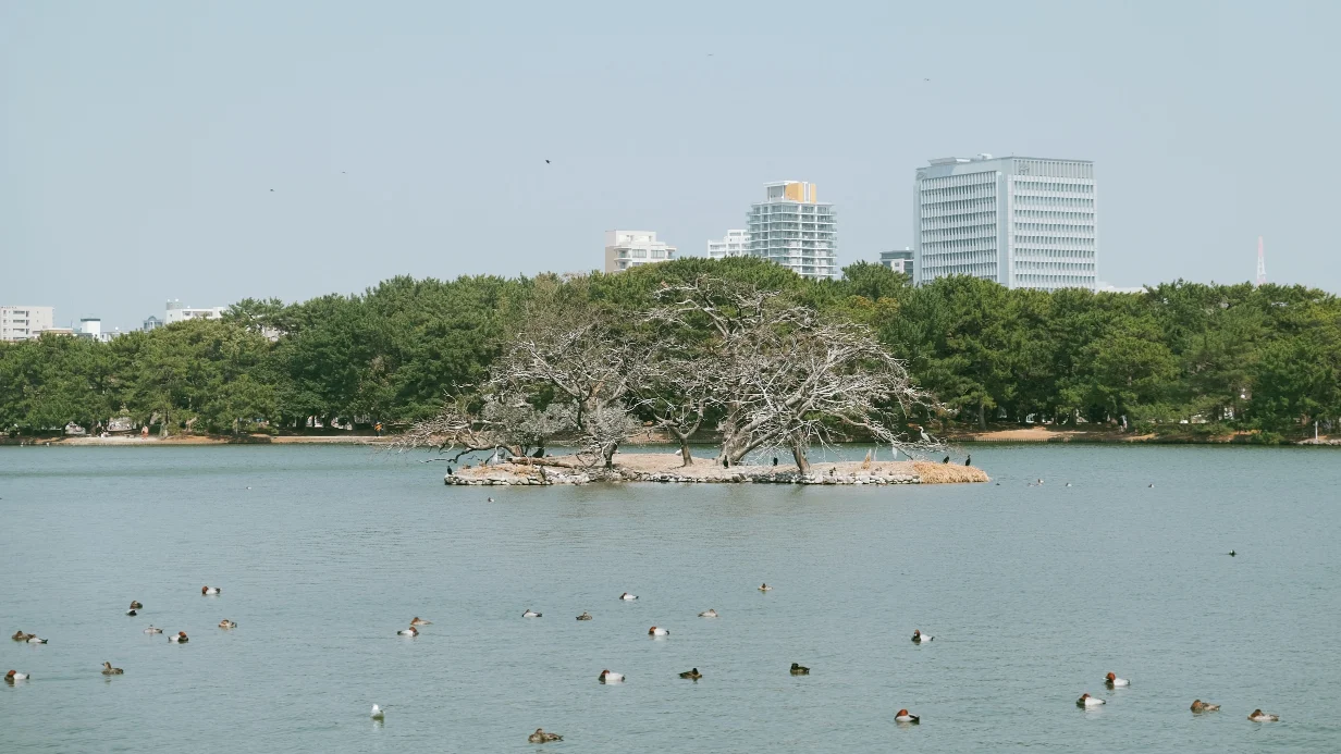 【2026大濠公園散策】福岡市內免費景點，體驗划船、環湖步道與周邊景點（含天鵝船費用/交通）