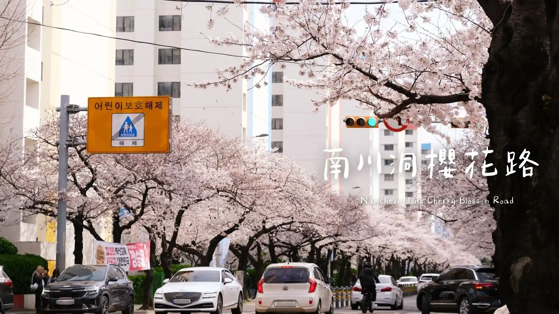 釜山南川洞櫻花路 (남천동벚꽃길),一整條路都是櫻花拍不完! - 第1張圖 釜山南川洞櫻花路 (남천동벚꽃길),一整條路都是櫻花拍不完!