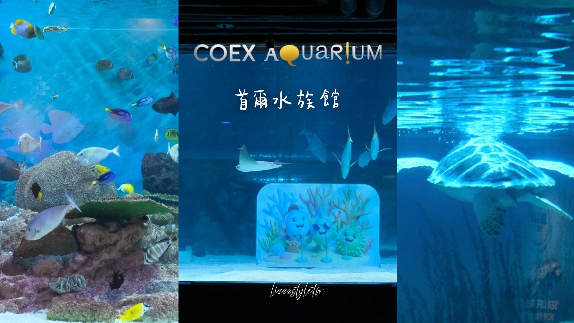 【2026首爾COEX水族館】夢幻海洋之旅！美人魚表演秀、門票.交通.景點全攻略，首爾轉轉卡可以免費玩！
