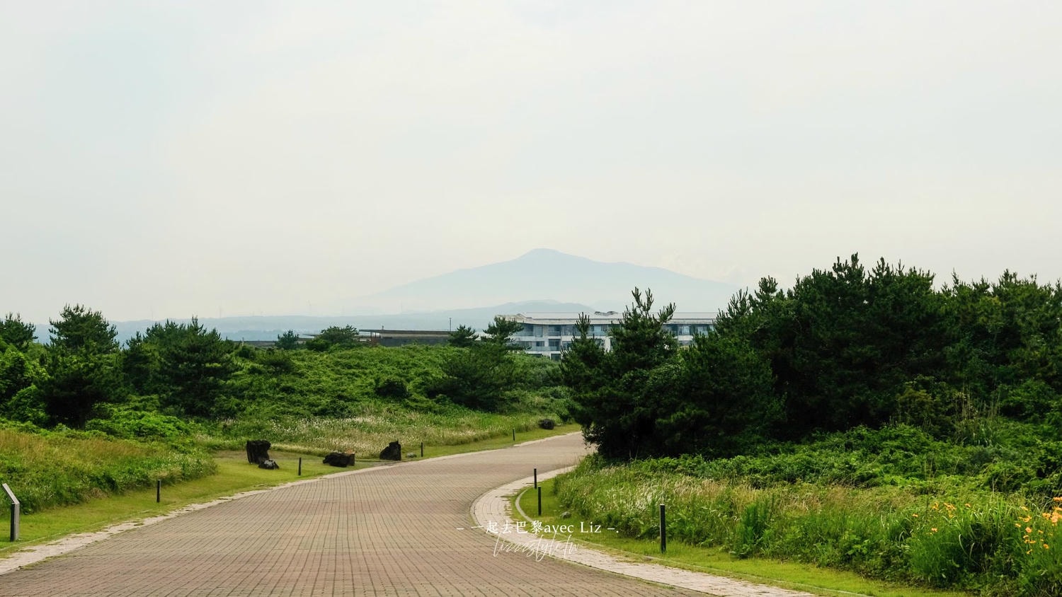 【濟州島景點】涉地可支（涉地岬）濟州島東海岸絕美岬角，漫步春夏限定的油菜花與金雞菊花海！