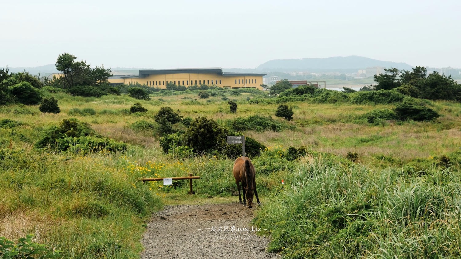 【濟州島景點】涉地可支（涉地岬）濟州島東海岸絕美岬角，漫步春夏限定的油菜花與金雞菊花海！