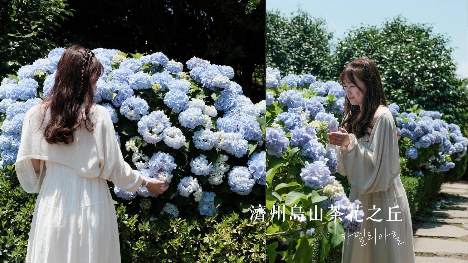 【2026史努比庭園Snoopy Garden】濟州島必去最可愛景點,門票&交通&必買紀念品石頭爺爺史努比! - 第49張圖 濟州島山茶花之丘Camellia Hill》夏季浪漫繽紛繡球花、冬季看山茶花,西歸浦必訪景點!