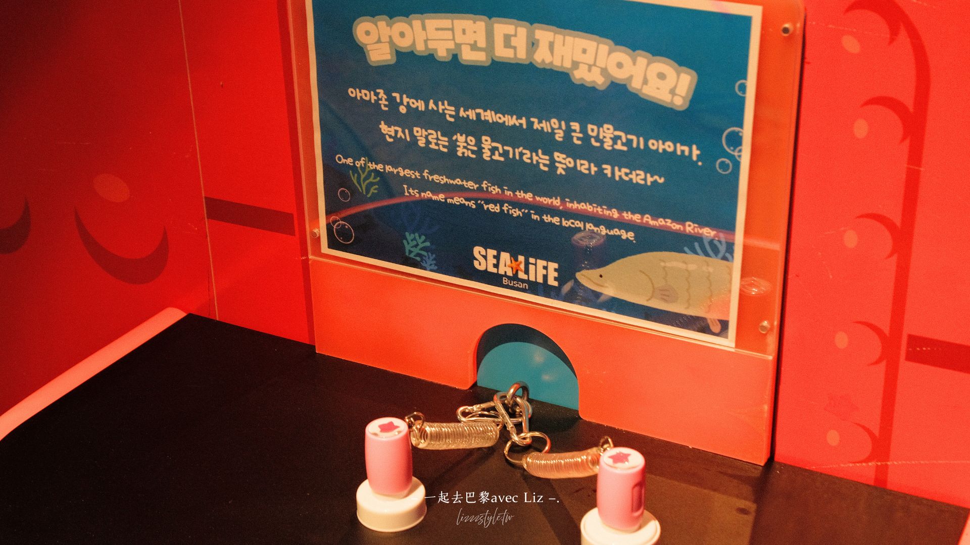 【2026釜山Sea Life水族館】持釜山pass7折+表演秀時間+交通、停留時間全攻略! - 第27張圖 【2026釜山Sea Life水族館】持釜山pass7折+表演秀時間+交通、停留時間全攻略!