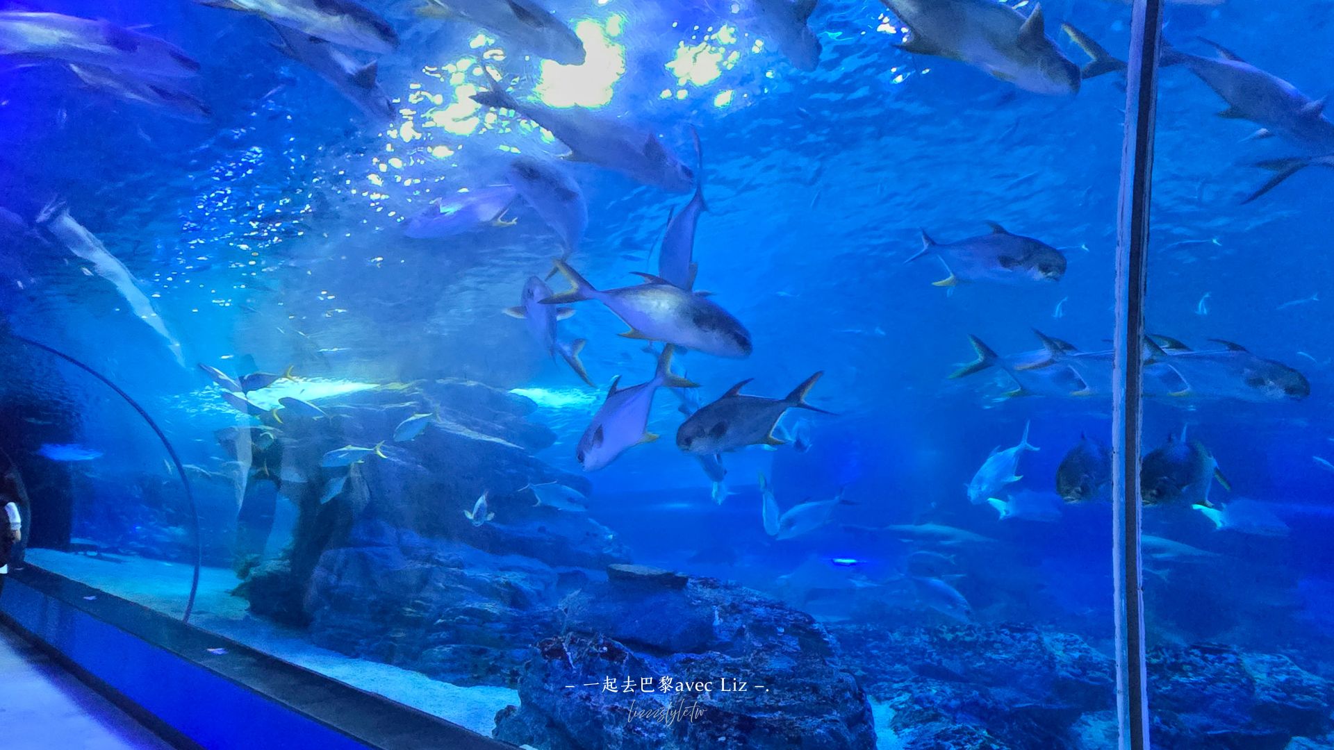 【2026釜山Sea Life水族館】持釜山pass7折+表演秀時間+交通、停留時間全攻略! - 第28張圖 【2026釜山Sea Life水族館】持釜山pass7折+表演秀時間+交通、停留時間全攻略!